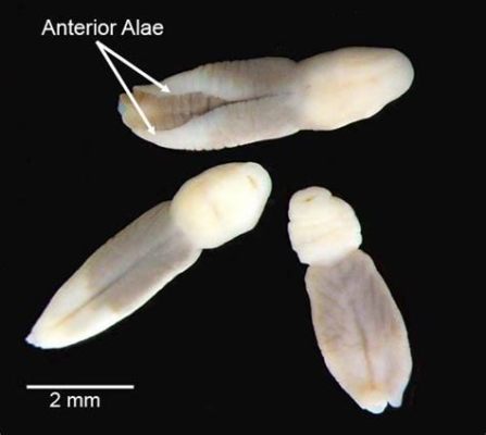  Alaria! Een bloedzuigende parasiet die de hele wereld rondreist en de complexe levenscyclus van een trematode onthult