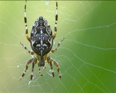  Buizerdspin: Met Zelf Gebouwde Webben en Gevaarlijke Gifstof!