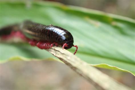  Callipus - Een wonder van de natuur met duizend poten die door het bos kruipen!