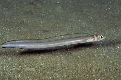  Conger!  Een Mythische Slangvis Met Ogen Die Licht Van De Maan Weerkaatsen