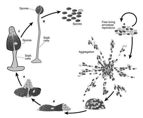  Dictyostelium Discoideum: Een Sociale Slijmzwam die zich Transformeert tot een Bewegende Toorts!