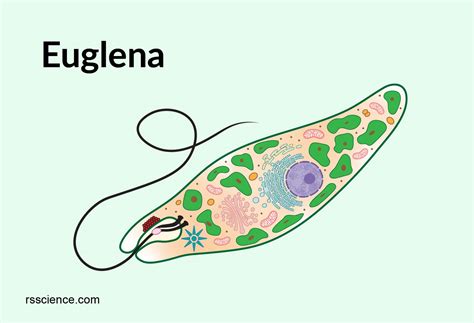  Euglena! Een Microscopisch Wonder Met Zowel Dieren- Als Planteneigenschappen