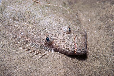  Halibut! De Meester Van Camouflaging En Het Voorliefde Voor Diep Water