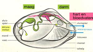  Hangende Mossel: Ontdek het Mysterie van een Schelp die aan een Draad Hangt!