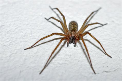  Huisspin: Een Miniatuur Bouwmeester Met een Schuinsgezette Keuze voor Versteking!