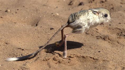  Jumpende Jerboa's: De Vliegende Wonder van de Insectenwereld!