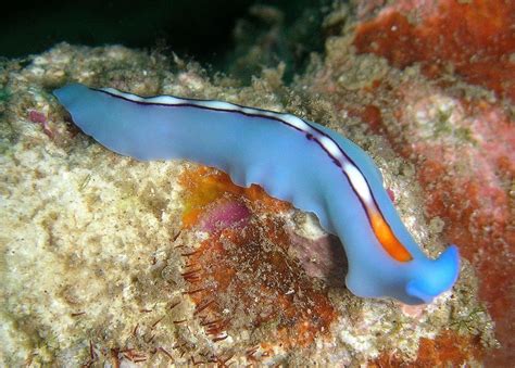  Jumping Jellyfish:  A Tiny Free-Living Flatworm that Thrives in Freshwater Environments!