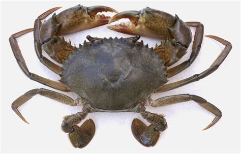  Mud Crab! Een Overzicht van Deze Wonderlijke Schelpdieren die zich Met Geweldige Vlugheid Bewegen en hun Schaarse Prooien met Zeer Sterke Klauwen Vastgrijpen