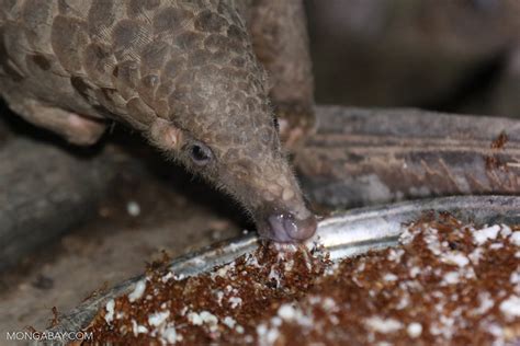  Pangolin! Een Schitterend Wezen Met Schuppen Die Zich Voedt Met Termieten En Mieren!