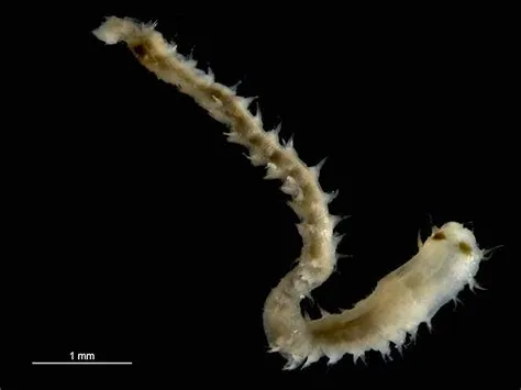   Pilargidae!  These Colorful Worms are Truly Masters of Disguise and Sediment Transformation!