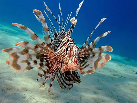  Red Lionfish: A Stunningly Beautiful Predator With Tentacles That Pack a Punch!