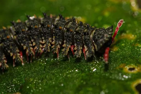  Spiny Millipede: The Armoured Conqueror Of Decay!