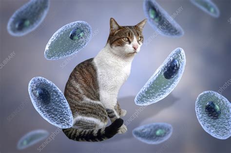  Toxoplasma: Een microscopische parasiet die je kat en jijzelf kan besmetten!