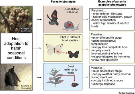  Urocystis! Een Schimmeldier Met Verrassende Aanpassingsvermogens In De Wereld van Plantenparasiten