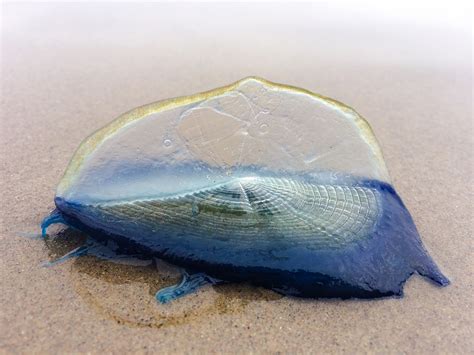  Velella velella: Een kleine zeedriftbewoner met een gevaarlijke schoonheid!