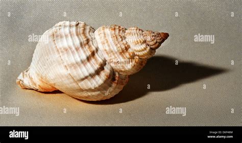  Whelk: Een mariene schelp met een verborgen dieet van zeebodemlekkernijen!