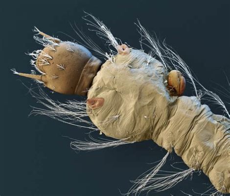  Worms: Een Microscopische Parasite Met een Voorliefde voor Insecten!