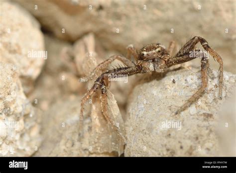  Xysticus: Een Spin met Zes Ogen die zich Met Behendigheid Over de Plantenwereld Verschuift!