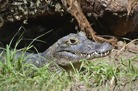  Yacare Caïman: Een Reptiel met een Onverwachte Voorliefde voor Zonnenbaden en Schijnbaar Oneindige Geduld