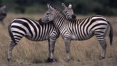  Zebra's Black and White Stripes: A Dazzling Disguise Against Predators in the Savanna